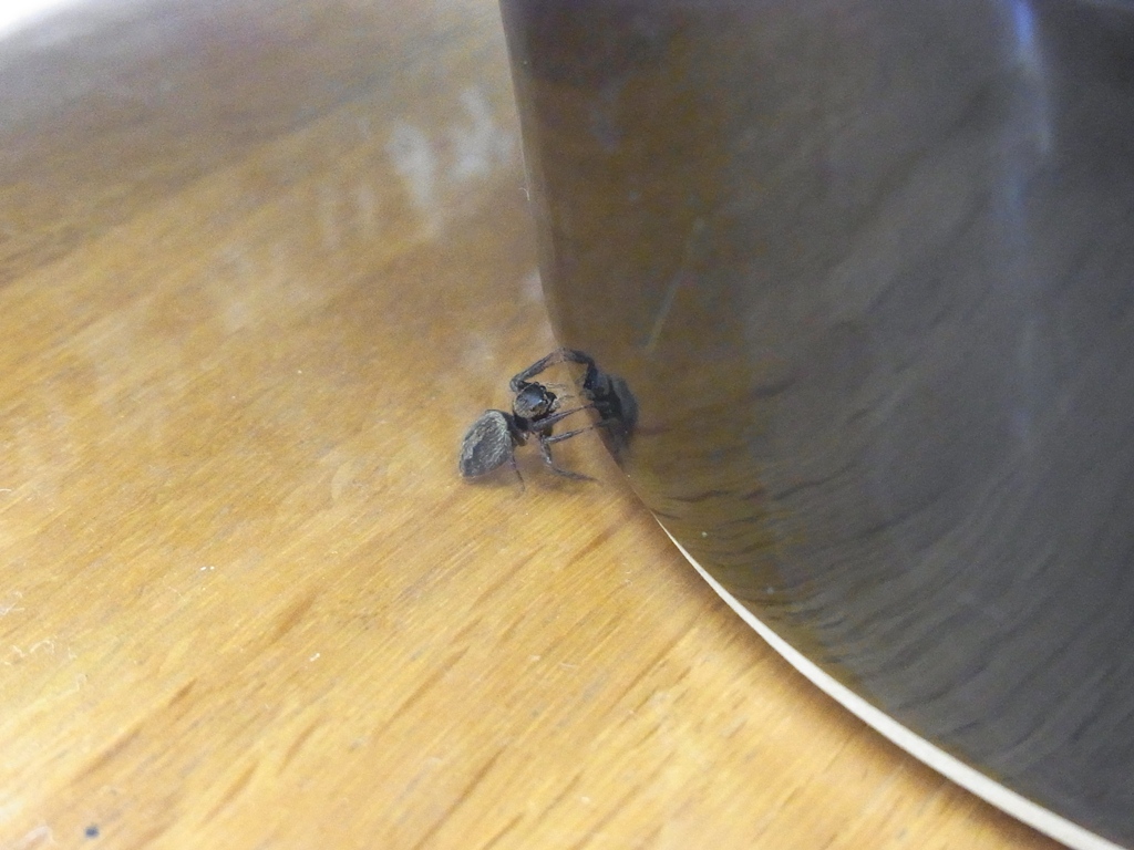 クモと鏡_b0049307_1255774.jpg