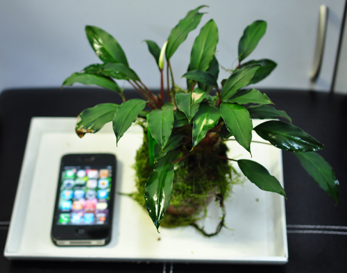 Bucephalandra cf. Motleyana Serian レッドステム : ネイチャー