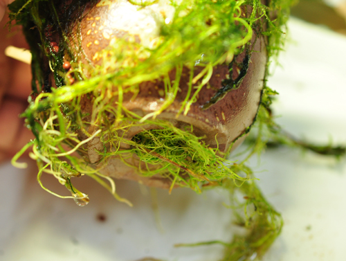 水草 Bucephalandra cf. Motleyana Serian Bucephalandra cf. Motleyana Serian - メルカリ