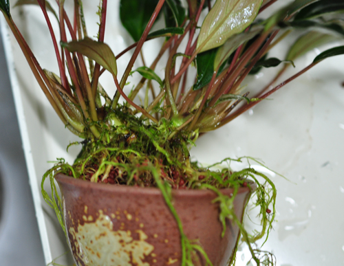 Bucephalandra cf. Motleyana Serian レッドステム : ネイチャー