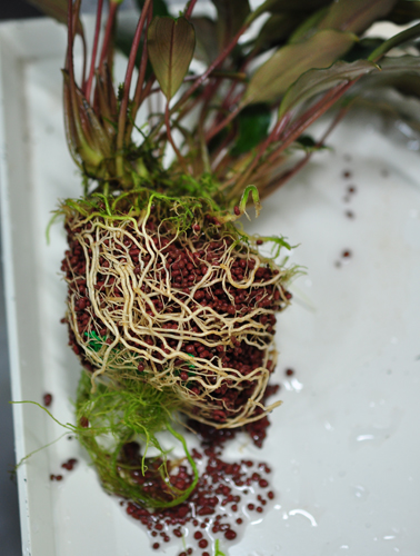 Bucephalandra cf. Motleyana Serian レッドステム : ネイチャー