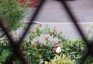 f0170524_13125479.jpg