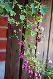 f0170524_13611.jpg