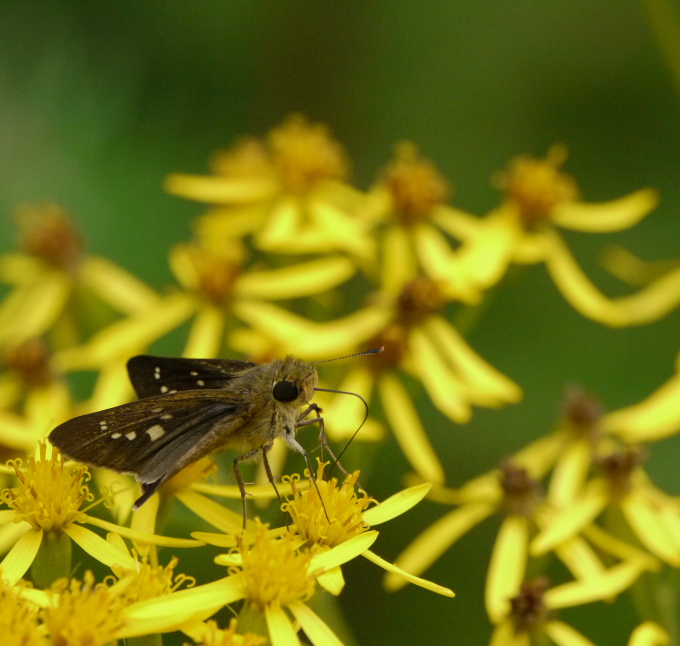 ゴイシシジミ開翅と色々な昆虫たち　in山梨県北東部20110828②_a0126632_14141687.jpg