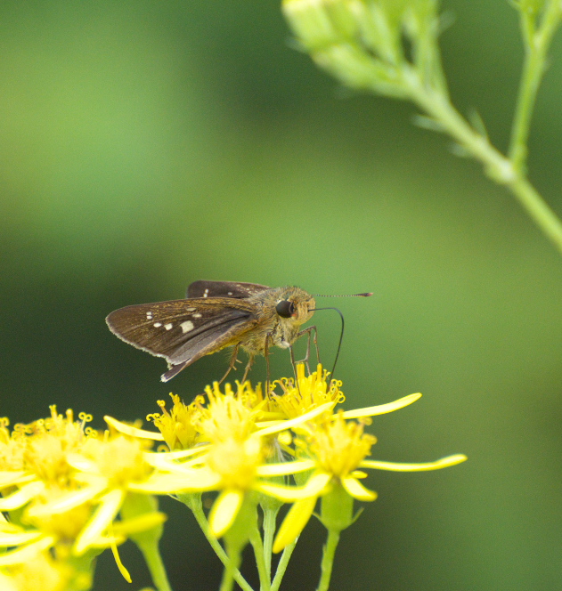 ゴイシシジミ開翅と色々な昆虫たち　in山梨県北東部20110828②_a0126632_1414227.jpg