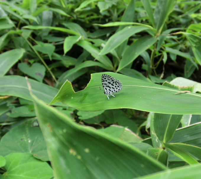 ゴイシシジミ開翅と色々な昆虫たち　in山梨県北東部20110828②_a0126632_142260.jpg