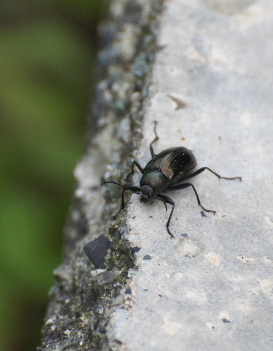 ゴイシシジミ開翅と色々な昆虫たち　in山梨県北東部20110828②_a0126632_14302630.jpg