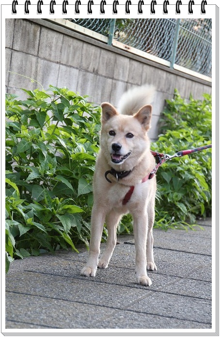 散歩道であったワンちゃん達（＾－＾）_e0052135_1528485.jpg