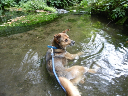 2011年9月3日（土)　雲場の池_a0216142_22572791.jpg