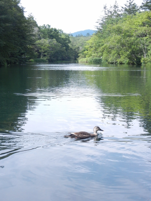 2011年9月3日（土)　雲場の池_a0216142_2365648.jpg