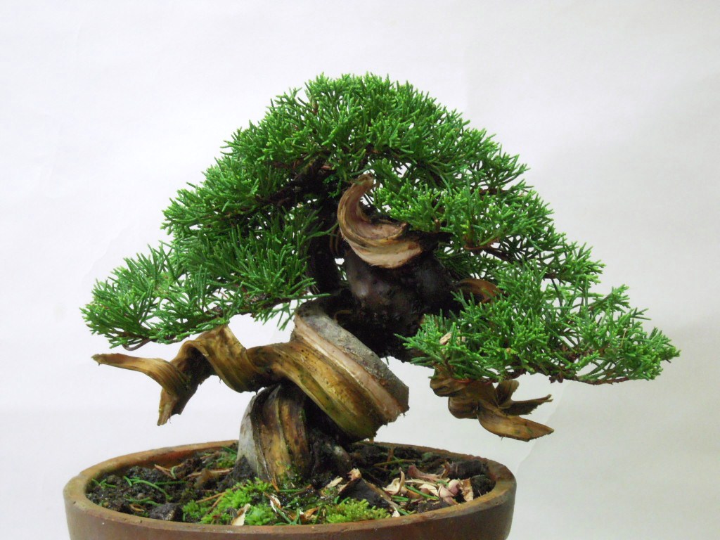 糸魚川真柏の手入れ : 雨宮園 ～盆栽・山野草・陶芸～ 趣味が