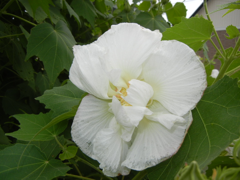 2011年9月3日(土)台風12号!_f0060461_19431260.jpg