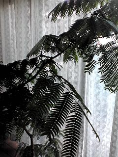 d0052263_1534022.jpg