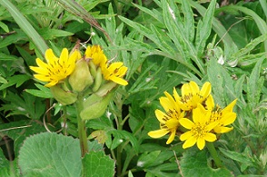b0021766_9175725.jpg