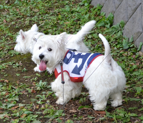 コブオンbrothersと愛犬撮影会_c0039167_2215785.jpg