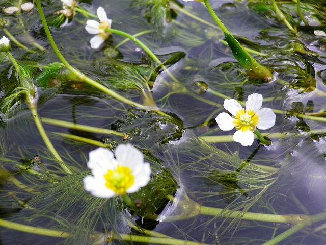 『綺麗な川に咲く花・梅花藻』_d0054276_20222389.jpg