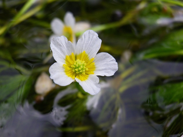 『綺麗な川に咲く花・梅花藻』_d0054276_20223213.jpg