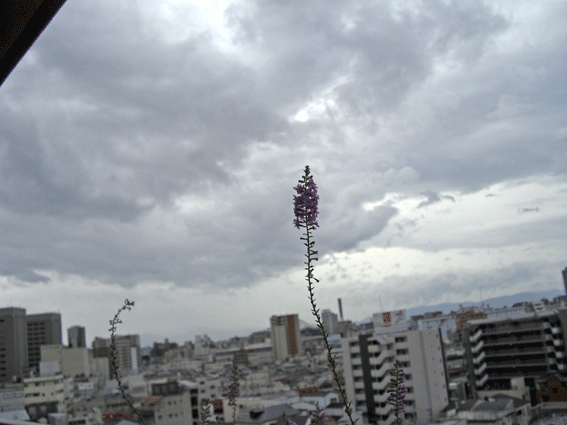 c0095679_100097.gif