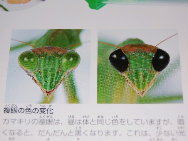 カマキリの宝石 Atta