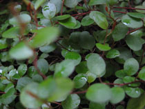 a0207689_1861216.jpg