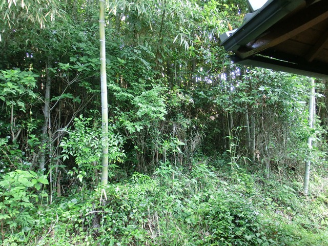 d0181492_1511957.jpg