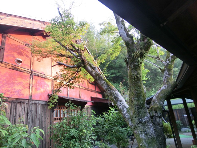 d0181492_1554063.jpg