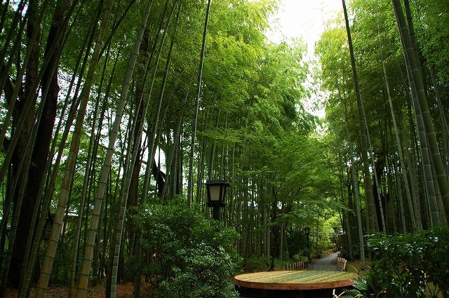 修善寺 竹林の小径_a0169902_9172632.jpg