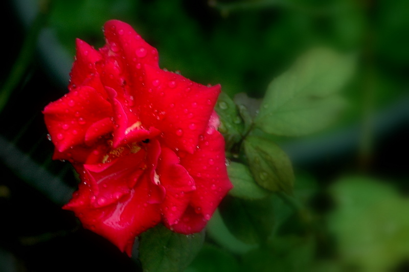 d0248502_8483490.jpg