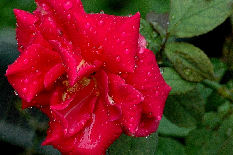 d0248502_849377.jpg