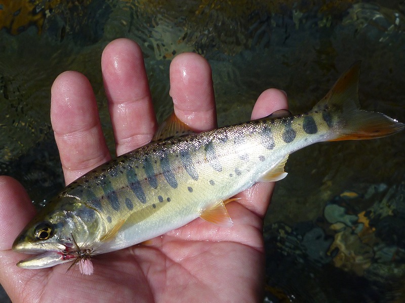 b0229003_20114765.jpg