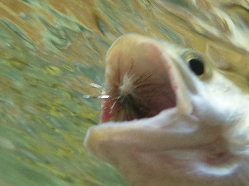 b0229003_20424464.jpg