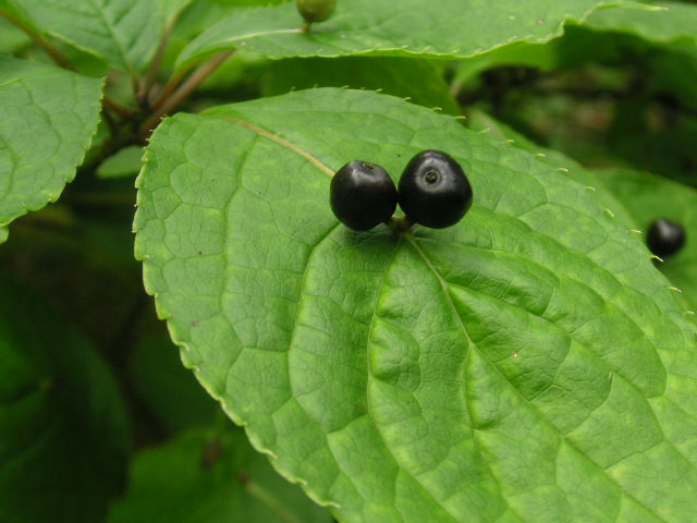 e0192203_12495347.jpg