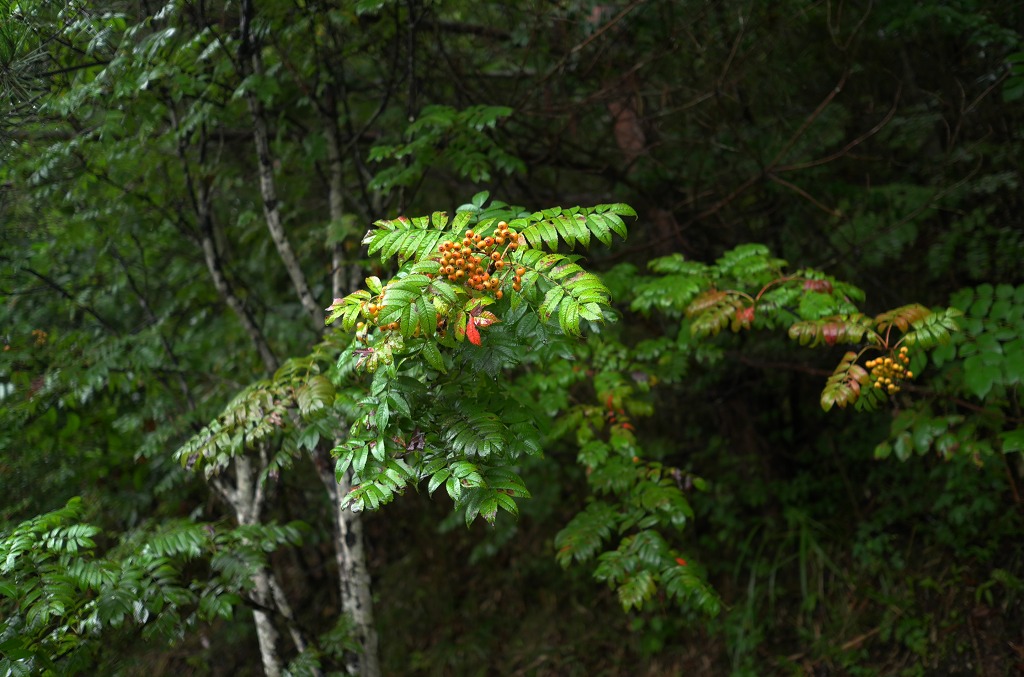 f0138305_16462381.jpg