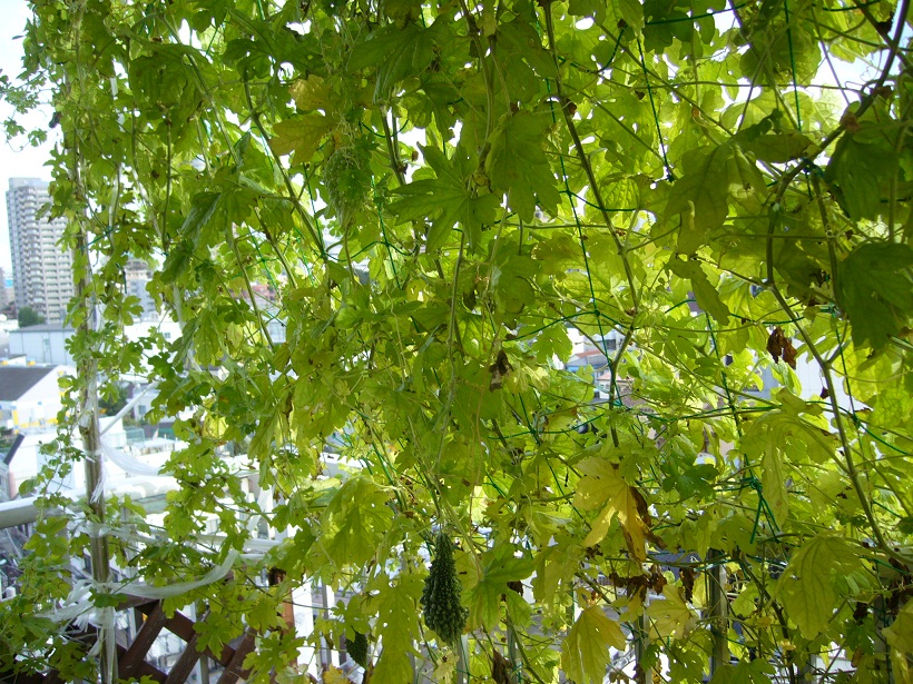 c0003409_7183065.jpg