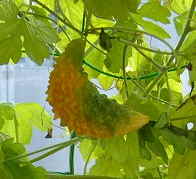 c0003409_7243544.jpg