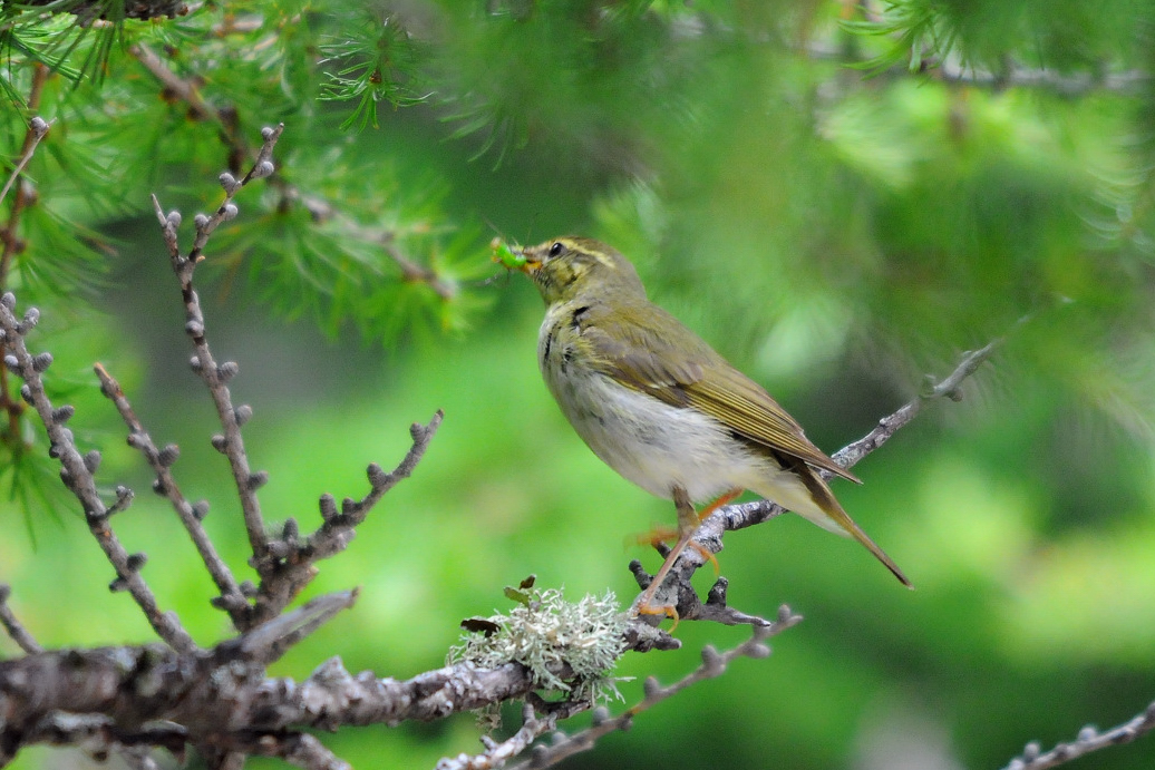 野鳥メボソムシクイ_a0189912_17113051.jpg