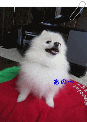 b0167519_17274442.gif