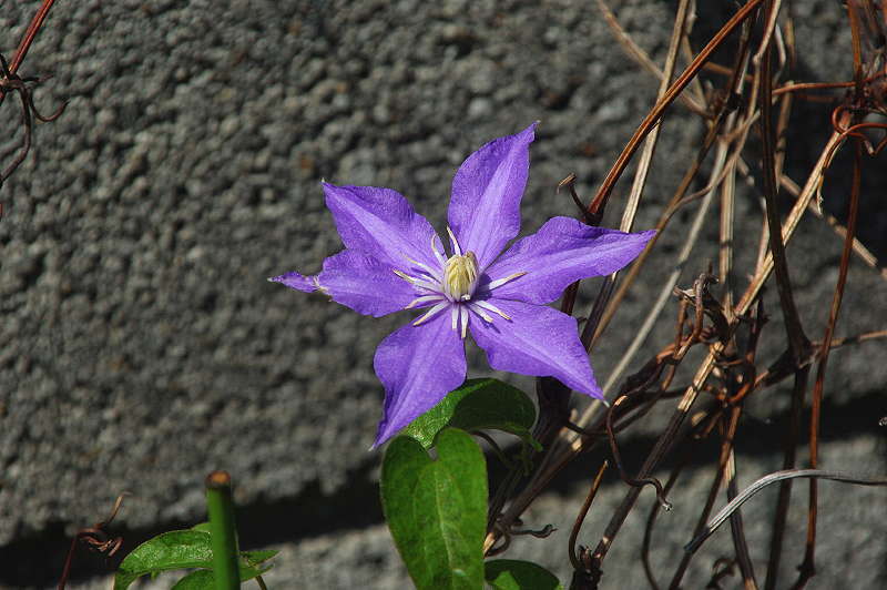 超ミニ鉄線花 気になる木 楝の春夏秋冬 超ミニ鉄線花 気になる木 楝の春夏秋冬