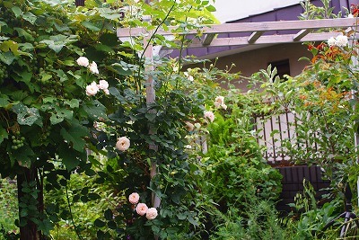 f0170524_921855.jpg