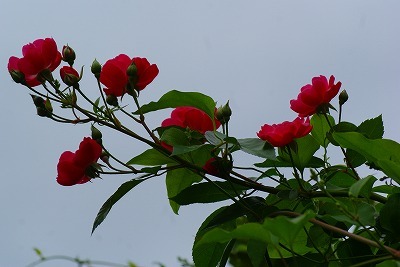 f0170524_9224045.jpg