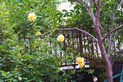 f0170524_9224967.jpg