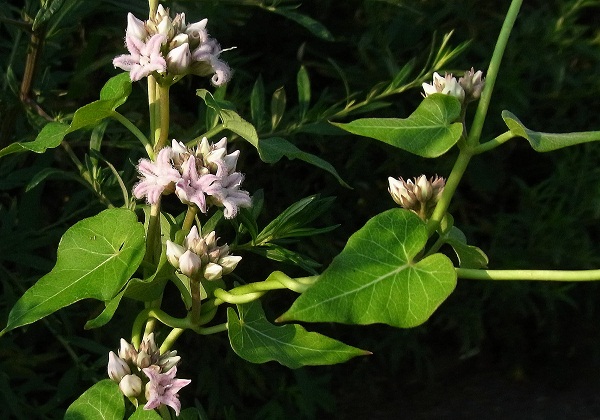 f0214527_10221391.jpg