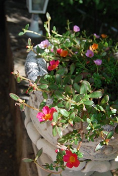 e0120938_7415377.jpg