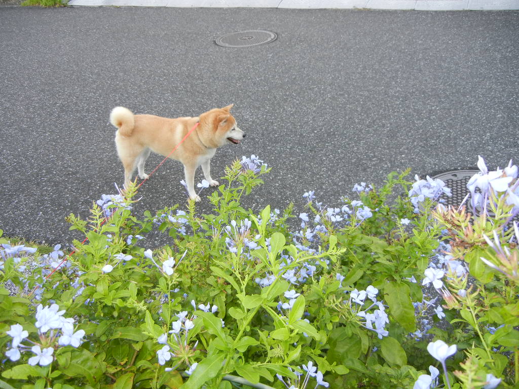 2011年9月4日(日)台風がやっと!_f0060461_940386.jpg