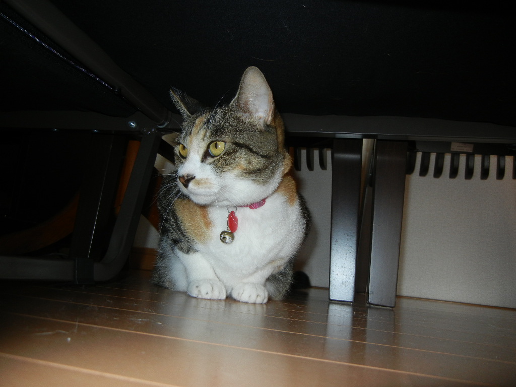 2011年9月4日(日)台風がやっと!_f0060461_9444796.jpg