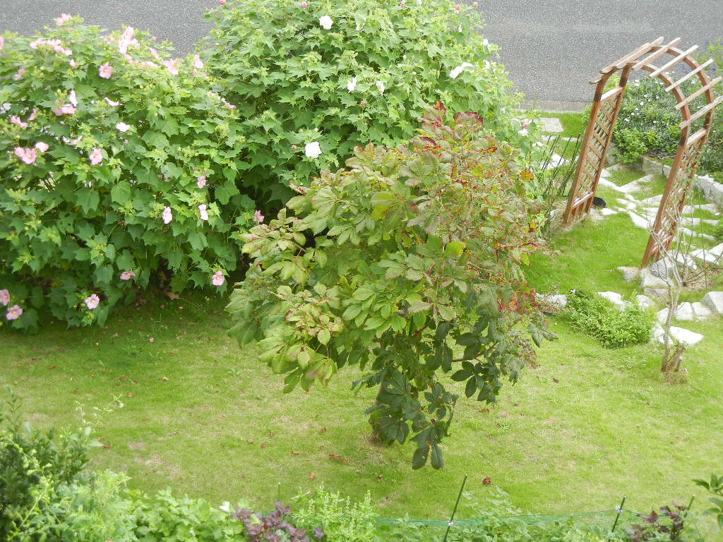 2011年9月4日(日)台風がやっと!_f0060461_9471014.jpg