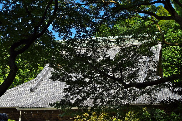 鎌倉　妙本寺（８月２９日）_c0057265_2402534.jpg