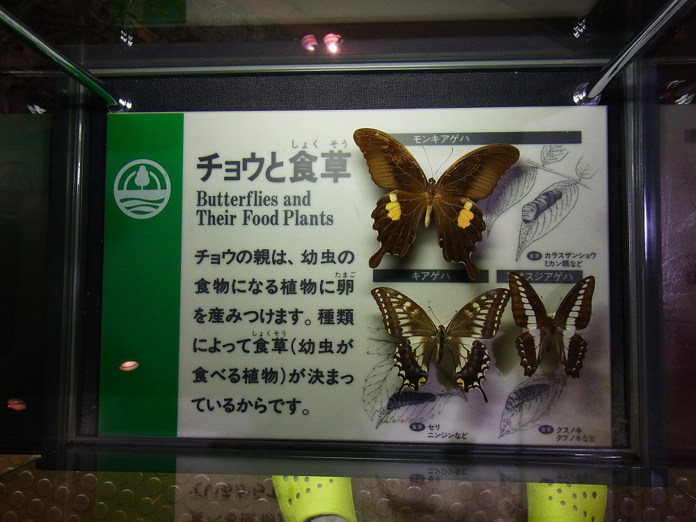 昆虫大冒険に行ってきました。　＠茨城県自然博物館2011.9.4_a0146869_2105827.jpg