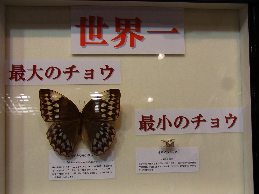 昆虫大冒険に行ってきました。 ＠茨城県自然博物館2011.9.4 : 蝶