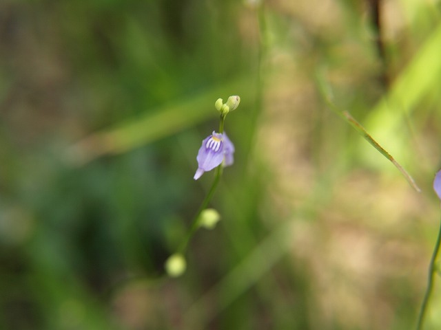 『湿原に咲く花達・・・・・』　山室湿原にて_d0054276_19234850.jpg